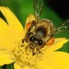 Бджоли – розумні комахи